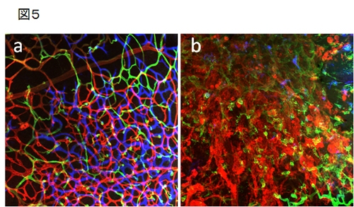 �������������ܸ츶�ơ��֥�������Ȥä��ˤߤη�ήɾ���ס�����