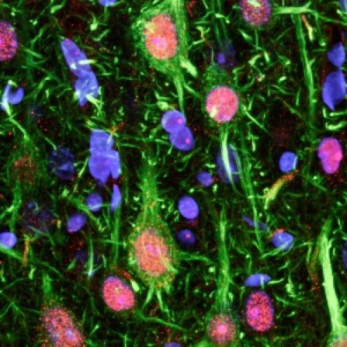 �Ƕ����ʸ��